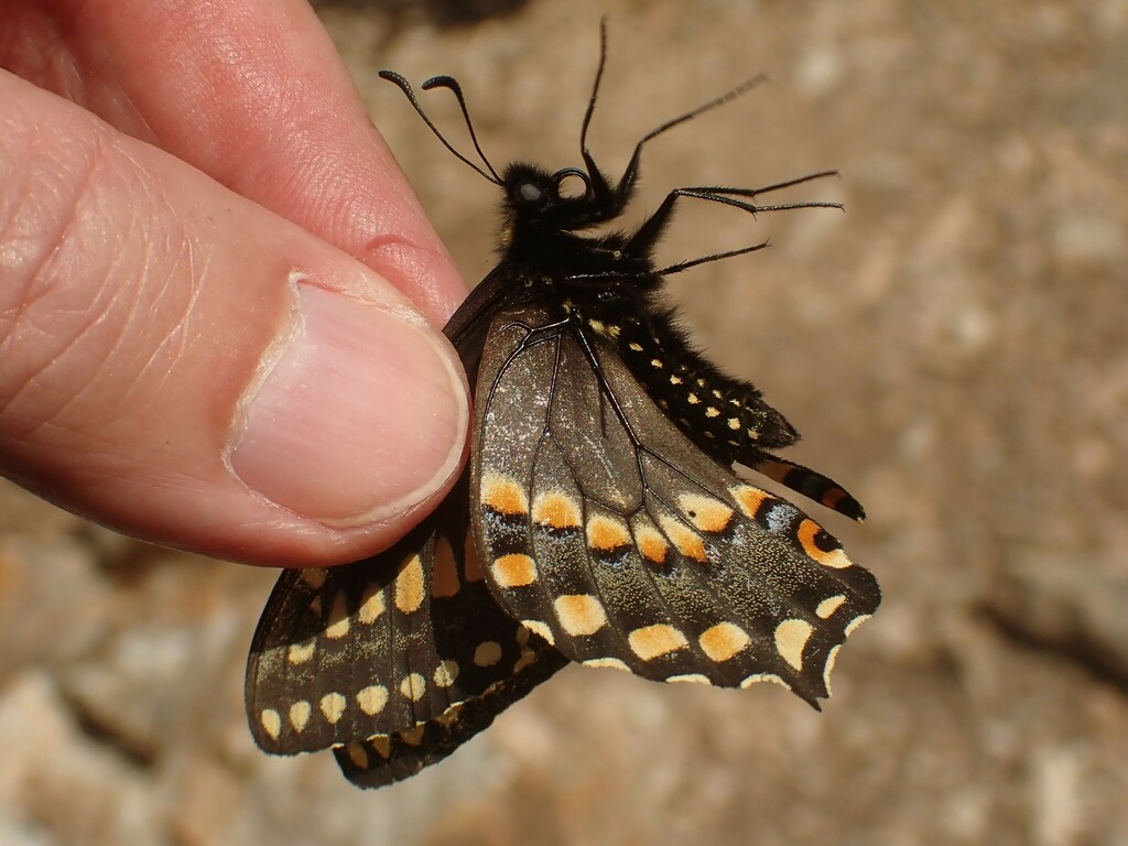 Gaspe Peninsula Short-tailed Swallowtail
