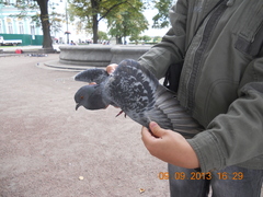 Columba livia domestica