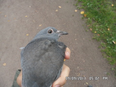Columba livia domestica