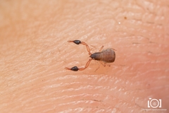 Planctoloium