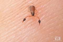 Planctoloium
