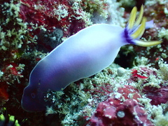 Hypselodoris iba