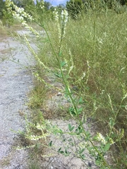 Melilotus albus