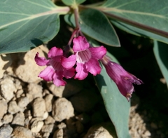 Cycladenia humilis humilis