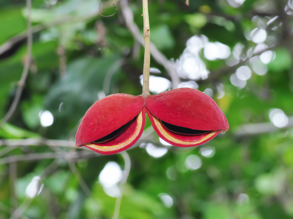 Sterculia monosperma, Pulau Ubin, Singapore