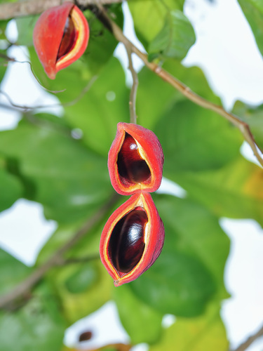 Sterculia monosperma