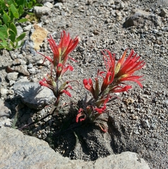 Castilleja applegatei pinetorum