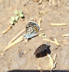 Euphilotes centralis