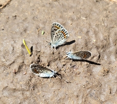 Euphilotes spaldingi