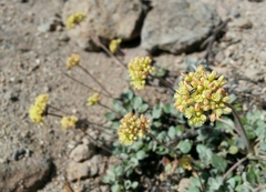 Eriogonum marifolium