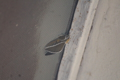 Syssphinx albolineata