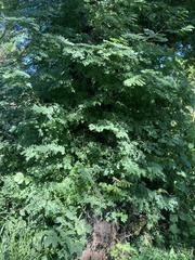 Robinia pseudoacacia