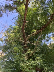 Robinia pseudoacacia
