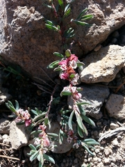 Polygonum shastense