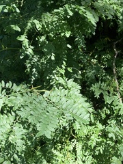 Robinia pseudoacacia