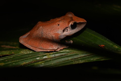 Pristimantis reichlei