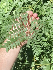 Robinia pseudoacacia
