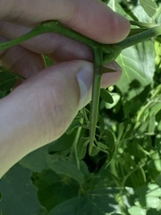 Robinia pseudoacacia