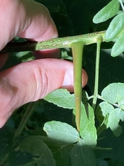 Robinia pseudoacacia