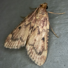 Aglossa disciferalis