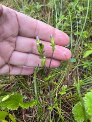Gentiana douglasiana
