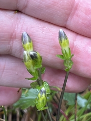 Gentiana douglasiana