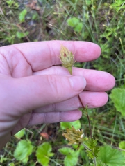 Geum calthifolium