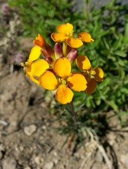 Erysimum capitatum capitatum