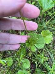 Geum calthifolium