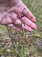 Pedicularis parviflora