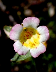 Erythranthe trinitiensis