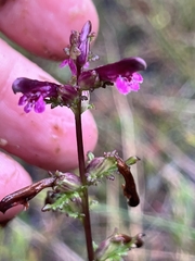 Pedicularis parviflora