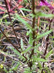 Pedicularis parviflora