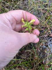 Pedicularis labradorica