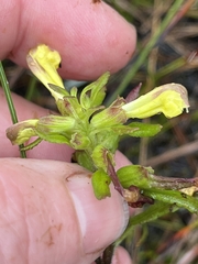 Pedicularis labradorica