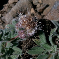 Phacelia hastata compacta