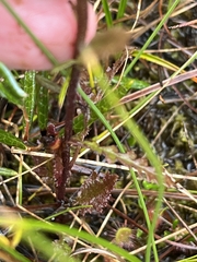 Pedicularis labradorica