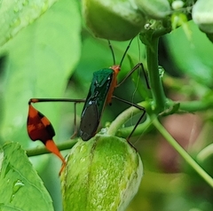 Anisoscelis foliaceus