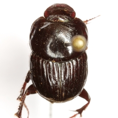 Onthophagus coproides