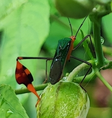 Anisoscelis foliaceus