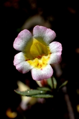 Erythranthe trinitiensis