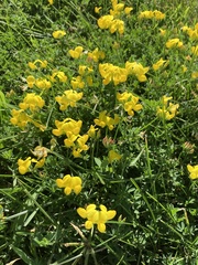 Lotus corniculatus