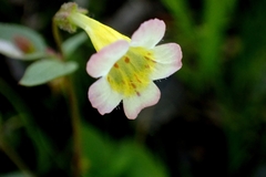 Erythranthe trinitiensis