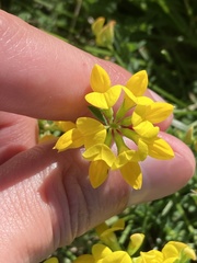 Lotus corniculatus