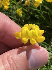 Lotus corniculatus