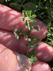 Lotus corniculatus