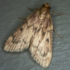 Aglossa disciferalis