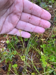 Carex pauciflora