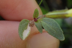 Erythranthe trinitiensis