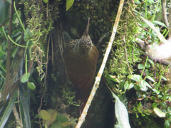 Lepidocolaptes lacrymiger